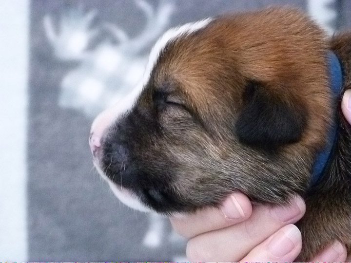 chinook puppy